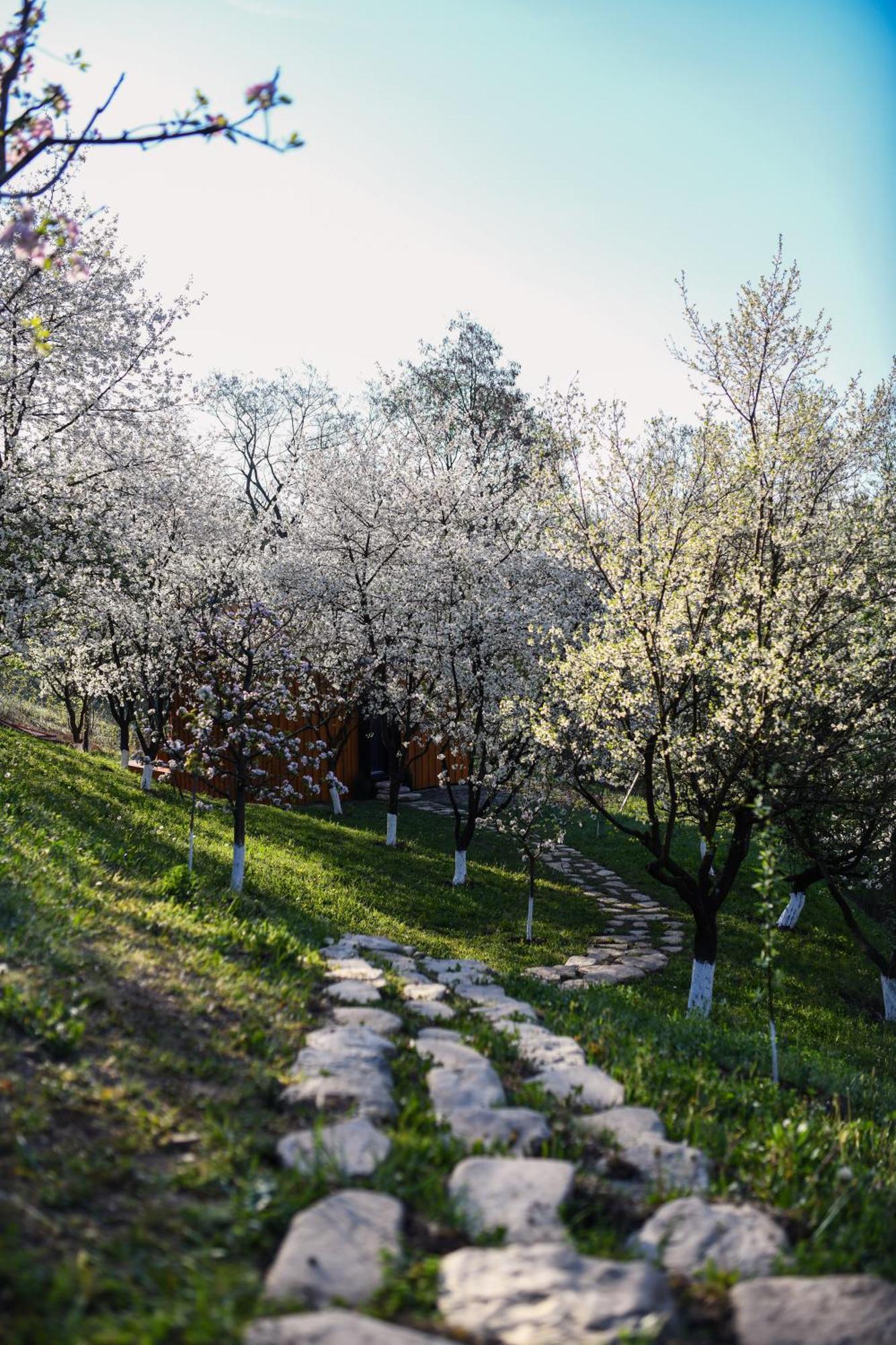 Villa Casuta Din Livada Măneciu Exterior foto